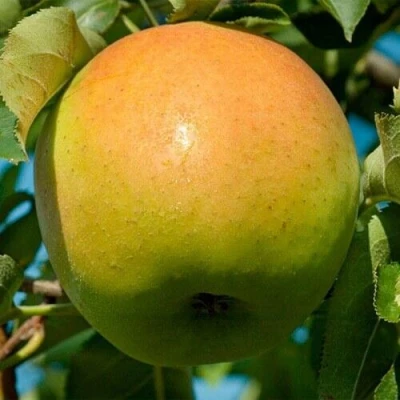 Яблоня МУТСУ в Реутове