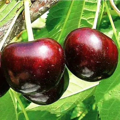 Черешня САММИТ в Реутове