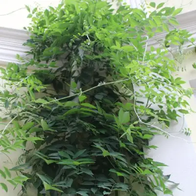 Глициния макростахия БЛЮ МУН в Реутове