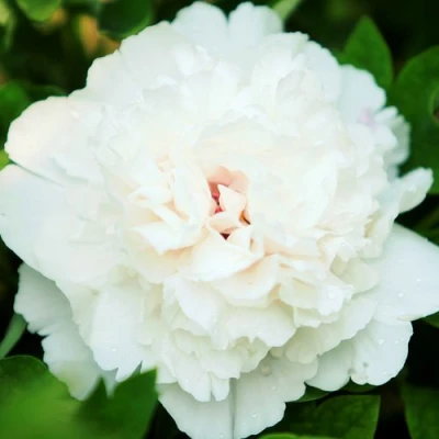 Пион СНЕЖНАЯ КРЕПОСТЬ древовидный в Реутове