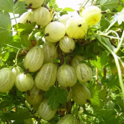 Крыжовник ИНВИКТА в Реутове