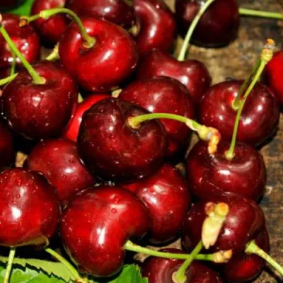 Черешня САММИТ в Реутове