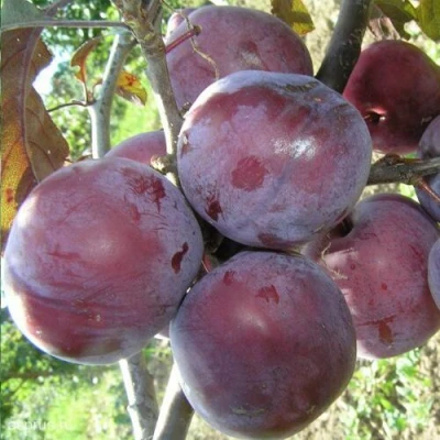 Слива ЛАМА в Реутове