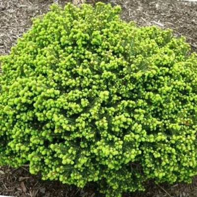 Ель ЛИТЛ ДЖЕМ обыкновенная в Реутове