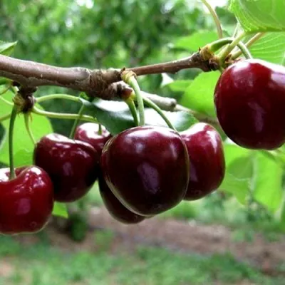 Вишня МОРОЗОВКА в Реутове