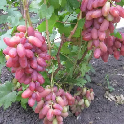 Виноград ЮЛИАН в Реутове