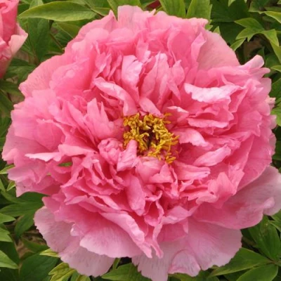 Пион СЕРЕБРИСТЫЙ РУЧЕЙ древовидный в Реутове