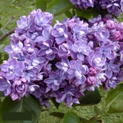 Сирень АМИ ШОТТ в Реутове