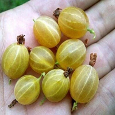 Крыжовник ЯРОВОЙ в Реутове