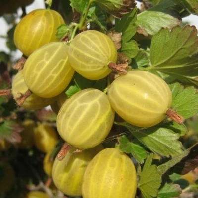 Крыжовник ЯРОВОЙ в Реутове