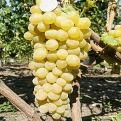 Виноград КИШМИШ ЗОЛОТЦЕ в Реутове