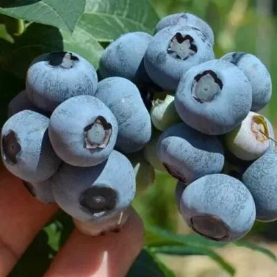 Голубика СИЕРРА в Реутове