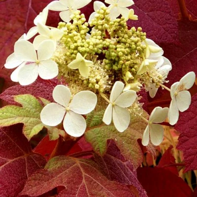 гортензия бургунди