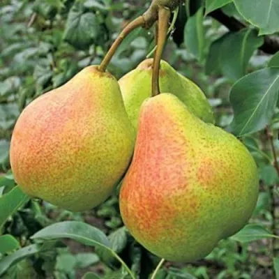 Груша ПАМЯТЬ ЯКОВЛЕВА в Реутове