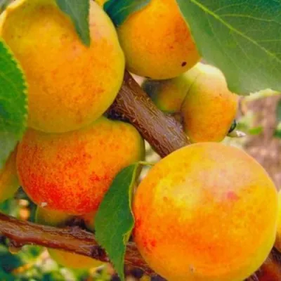 Абрикос САРДОНИКС в Реутове