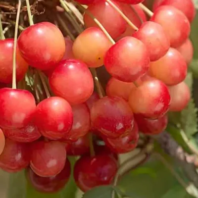 Черешня ЮЛИЯ в Реутове