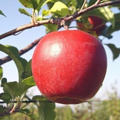 Яблоня ЛИГОЛ в Реутове