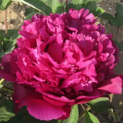 Пион ТАЙНАЯ СТРАСТЬ древовидный в Реутове