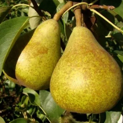 Груша ГЕНЕРАЛ ЛЕКЛЕРК в Реутове