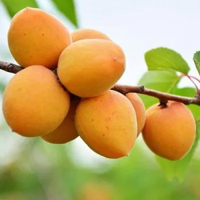 Абрикос ЦАРСКИЙ в Реутове