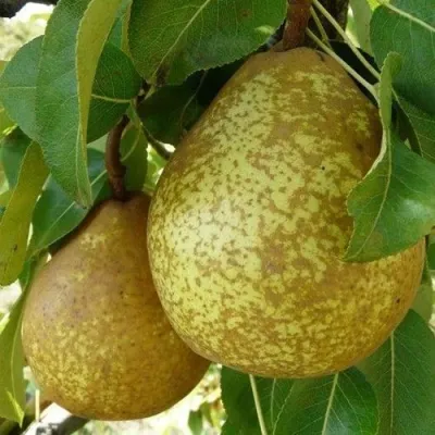 Груша ГЕНЕРАЛ ЛЕКЛЕРК в Реутове