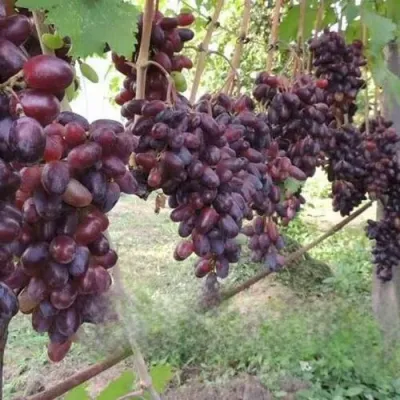 Виноград БАЙКОНУР в Реутове