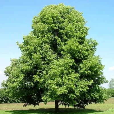 Липа мелколистная в Реутове