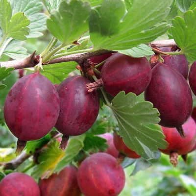 Крыжовник ХИННОМАКИ РОТ в Реутове