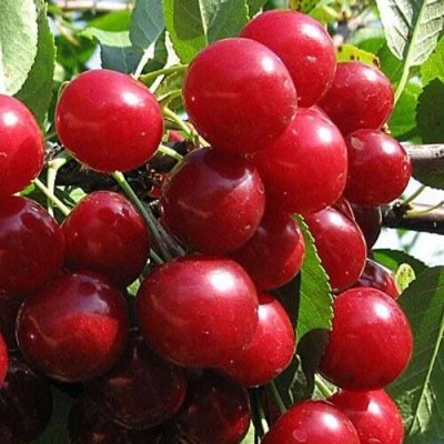 Вишня ГЛУБОКСКАЯ в Реутове