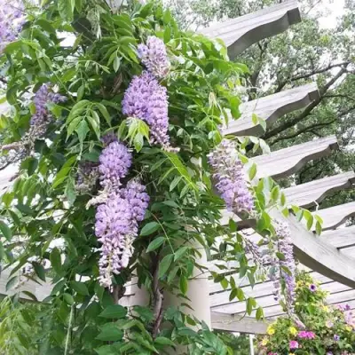 Глициния макростахия БЛЮ МУН в Реутове