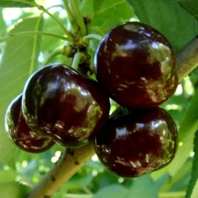 Черешня МУСКАТНАЯ в Реутове