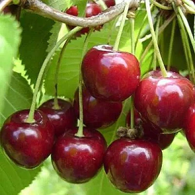 Вишня ХАРИТОНОВСКАЯ в Реутове