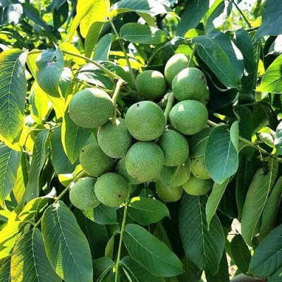 Грецкий орех  ИЗЯЩНЫЙ в Реутове