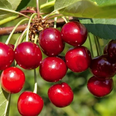 Вишня ЛЮБСКАЯ в Реутове