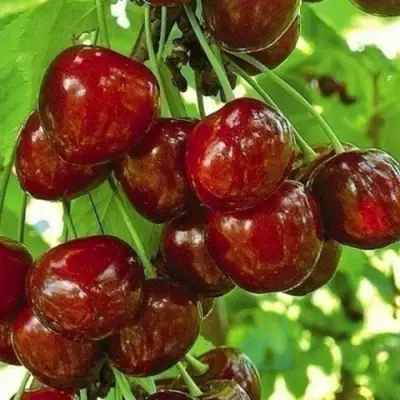 Черешня БУРЛАТ в Реутове