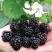 Ежевика РУБЕН ремонтантная в Реутове