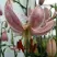 Лилия ПИНК МОРНИНГ видовая в Реутове