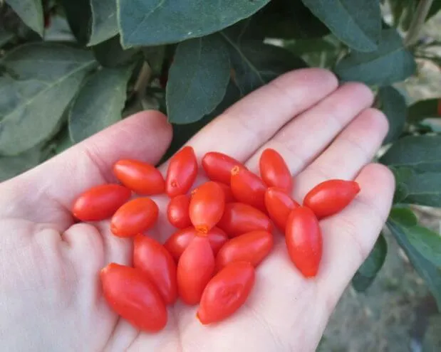 саженцы годжи саженцы годжи