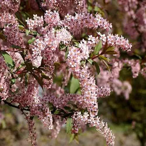 Черемуха НЕЖНОСТЬ  Черемуха НЕЖНОСТЬ в Реутове