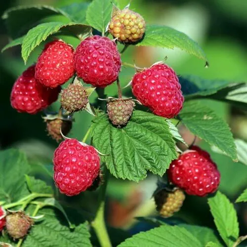 Саженцы малинового дерева Сказка Саженцы малинового дерева Сказка