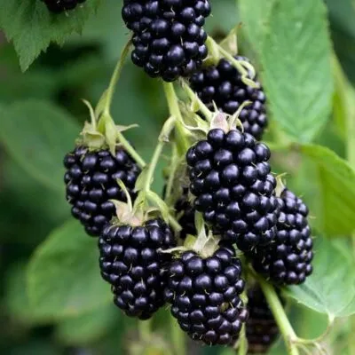 Ремонтантная  Ремонтантная в Реутове