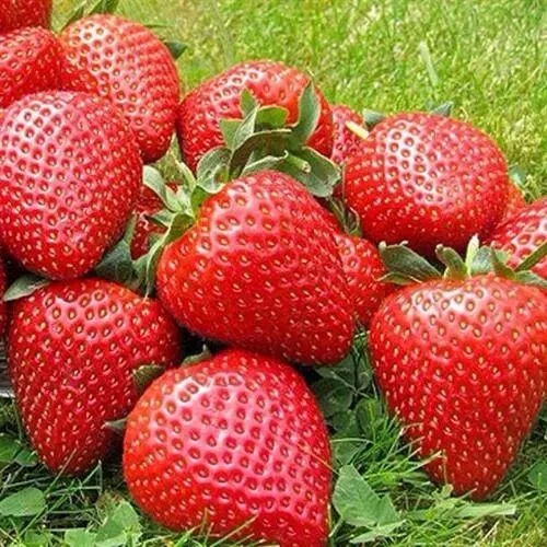 Клубника ЭЛИАНЕ в Реутове