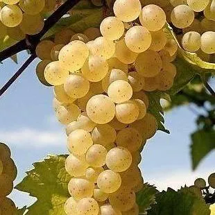 Неукрывные сорта  в Реутове