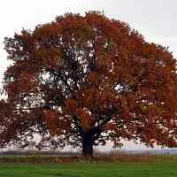 Дуб скальный  Дуб скальный в Реутове