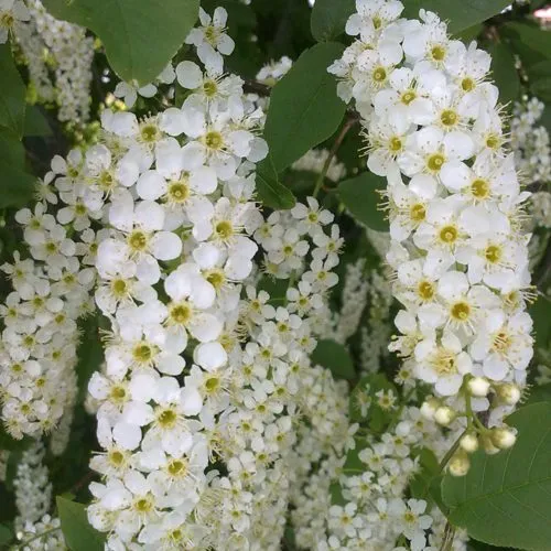 Черемуха САМОПЛОДНАЯ  Черемуха САМОПЛОДНАЯ в Реутове