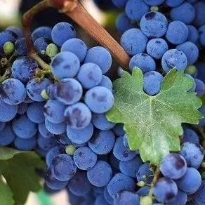 Винный  в Реутове