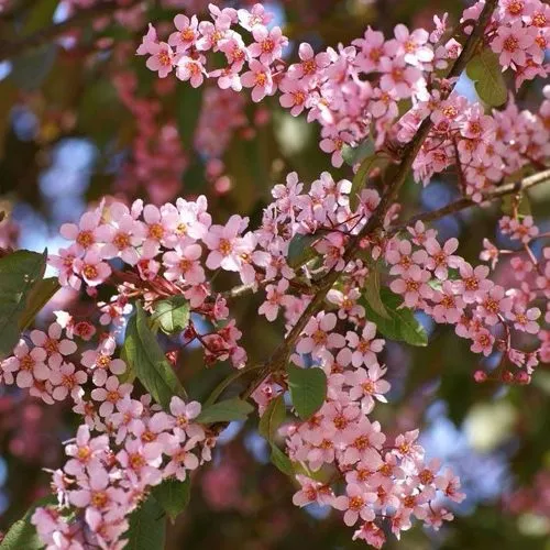 Черемуха КОЛОРАТА  Черемуха КОЛОРАТА в Реутове