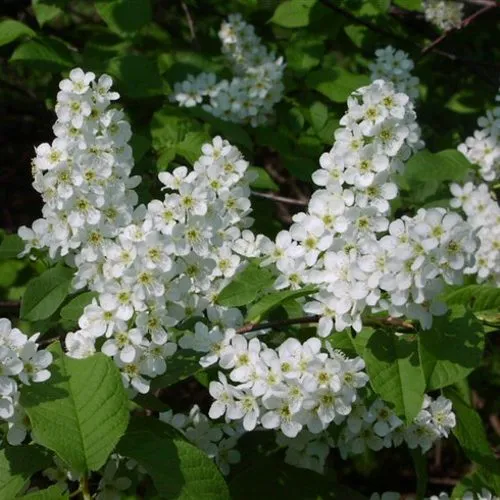 Черемуха ПАМЯТИ САЛАМАТОВА  Черемуха ПАМЯТИ САЛАМАТОВА в Реутове