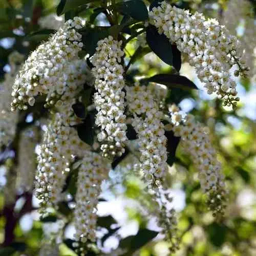 Черемуха виргинская ШУБЕРТ  Черемуха виргинская ШУБЕРТ в Реутове