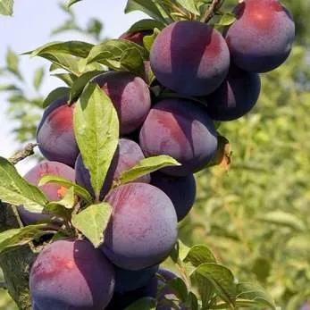 Поздняя  Поздняя в Реутове